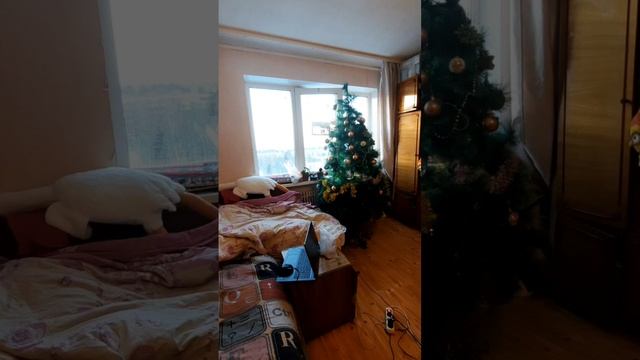 про птичек тоже не забываем, одну пока на диван переселили  погреться ?#евасма1 #папасаша #ужедома