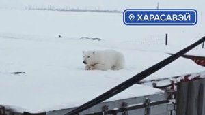 Белый медведь в Харасавэй