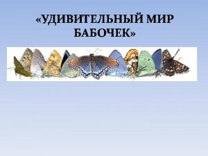 Виды бабочек Удивительный мир бабочек