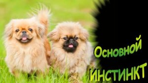 ОСНОВНОЙ ИНСТИНКТ продолжения рода на примере пекинеса. Проблема
