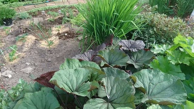 Начало июня 2019 в моем саду Часть 2 смотреть онлайн