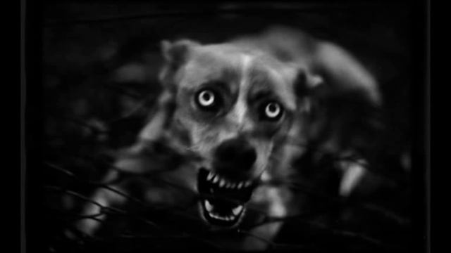 СД - бело-сине-красный флаг.mpg смотреть онлайн