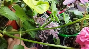 Комнатные цветы/ Растения на западном подоконнике ??/ Обзор цветов