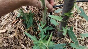 Капельный полив ЖУК / сборка и установка