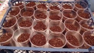 Черенкую бегонию БИГ. 02.10.21