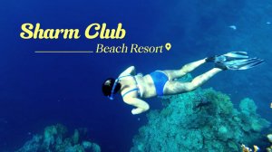 Красное море! Египет ноябрь 2023. Подводное плавание у красивого рифа отеля SHARM CLUB BEACH RESORT