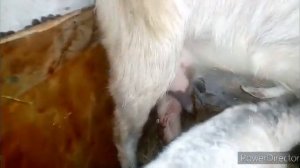 Окот козы/сладкая вода козе.