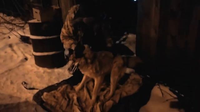ССП Антидогхантер Zoohelp Пермь/2019
