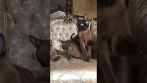 Бурманская кошка, бурма котята