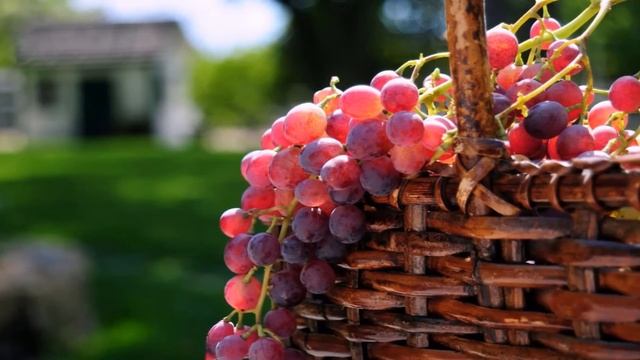 Выращивание винограда как бизнес