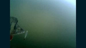 Подводная съемка ловли окуня. Что лучше балансир или блесна?