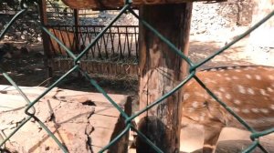 Ереванский зоопарк в Армении: билет 1000 драм