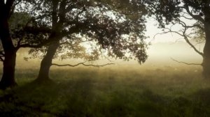 Щебет птиц и природные звуки.mpg