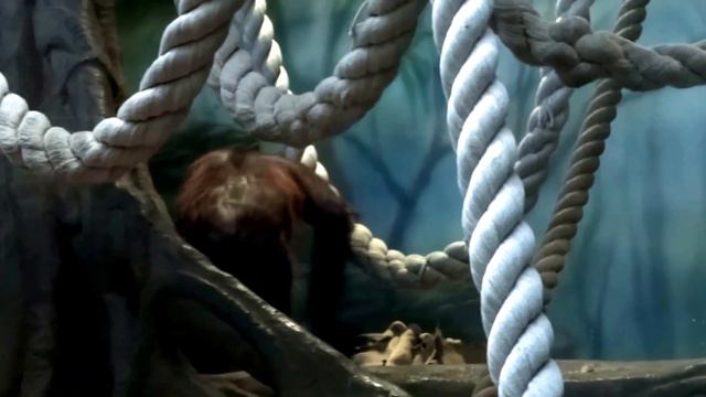 Пойду спать. Всем спокойной ночи. Зоопарк. Обезьяны. смотреть онлайн