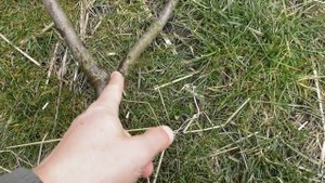 Гибель 2-летней яблони. Корень съеден полностью