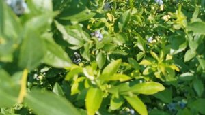 ЛУЧШИЙ СОРТ ГОЛУБИКИ для НАЧИНАЮЩИХ!!! Самый низкорослый сорт.
