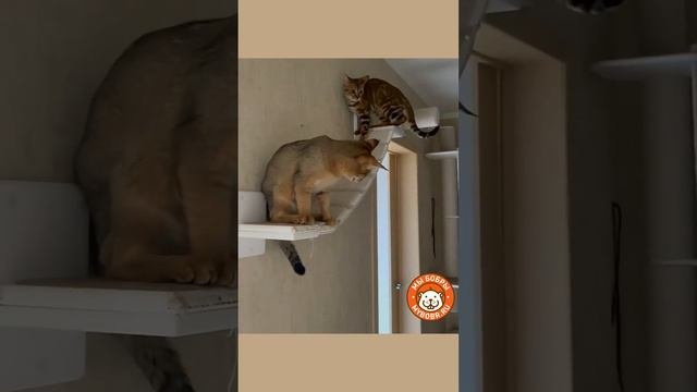 Запускаем наши котодромы в массы))))