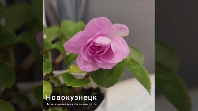 Бальзамины Новокузнецк