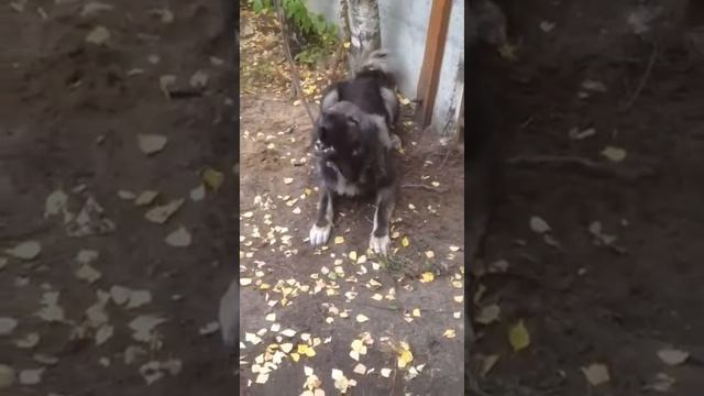 Алабай кавказец смотреть онлайн