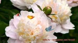 Пион травянистый Ширли Темпл (paeonia shirley temple) ? обзор: как сажать, рассада пиона Ширли Темп