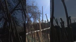 Бесплатный забор из тальника.