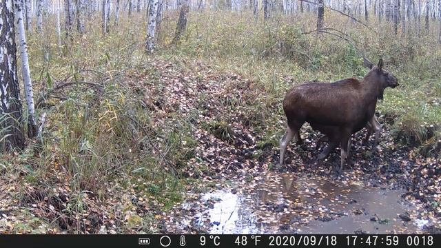 Давай сначала я у тебя пососу... смотреть онлайн