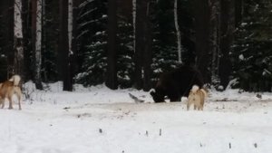Притравка Лаек на медведя