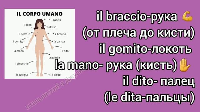 Части тела и органы на итальянском #итальянскийязык #итальянскийдляначинающих #итальянский