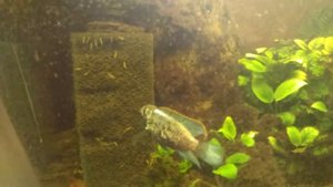 Нанакары и их мальки