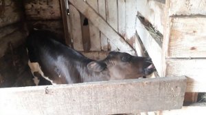 Торгуем на рынке молочкой. Привезли сено! Телята растут !Продаём телят.