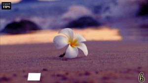 Best Top Fragrant | Scented | Aromatic Flowering Plants of INDIA | भारत के खुशबुदार फूलों के पौधे