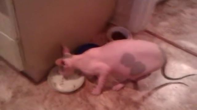 Говорящая кошка.Говорит "нормально" смотреть онлайн