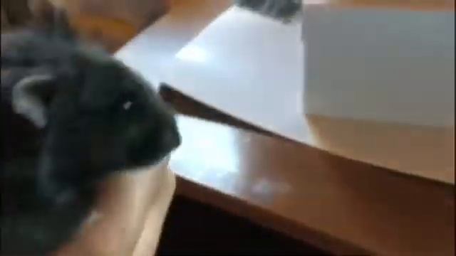 Мои Питомцы!❤️? У меня есть змея?? смотреть онлайн