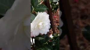 camellia, White Dove. ປີນີ້ດອກຄາມີເລັຍເລີ້ມບານຫລາຍ