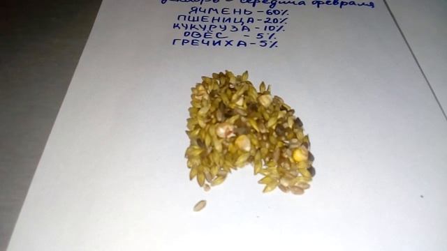 Кормление голубей. смотреть онлайн