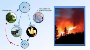 5.34.Круговорот кислорода в природе