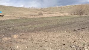 Обработка почвенным гербицидом чеснока, лука и зелени