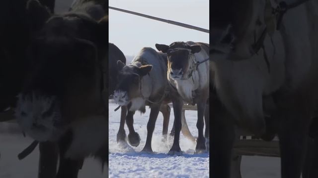 Оленеводы кочевники Крайнего Севера. Ямал. Интересные факты