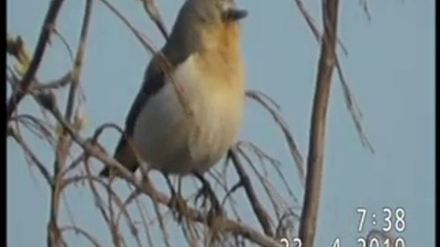 ОБЫКНОВЕННАЯ КАМЕНКА(лат. Oenanthe Oenanthe) ХОРОША  И  В СКРОМНОМ  ПЕНИИ