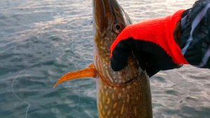 Ловля ЩУки на Крупные ПРИМАНКИ. Рыбалка на Спиннинг. Pig Shad strike Pro