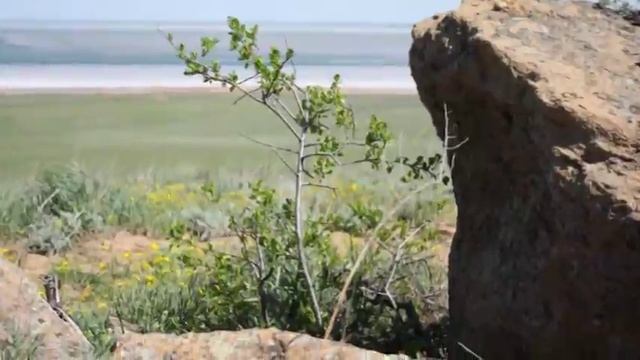 "Степной тюльпан Богдо" смотреть онлайн