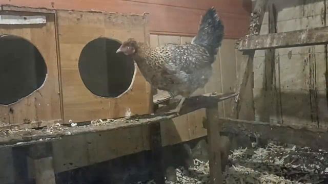 получится ли цветное яйцо? куры разных пород.