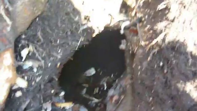 Бобровая нора и столовая смотреть онлайн