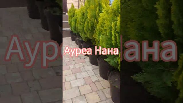 туи Смарагд, Ауреа Нана, лавровишня