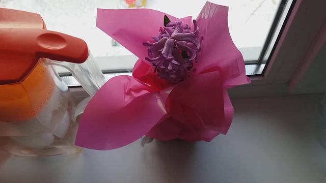 Купила цветок/Не знаю название/Запах обалденный смотреть онлайн