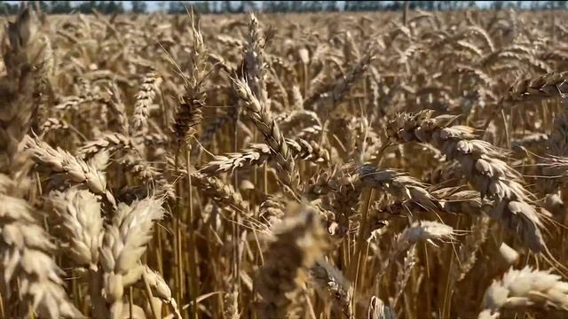 ОСХ "Колос" смотреть онлайн