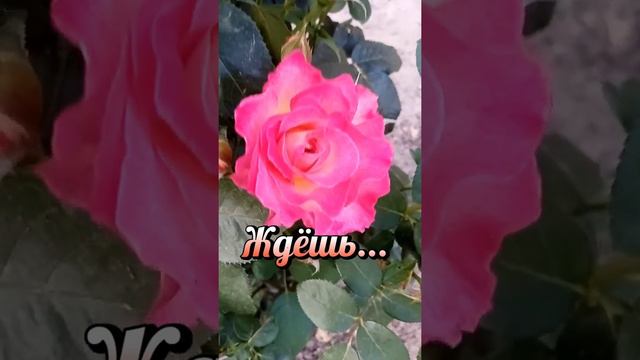 С добрым вечером! #сдобрымвечером #музыкальноепожелание #пожелание #оченькрасиваямузыка