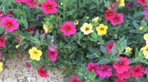 Calibrachoa - grow & care - Beautiful ground cover