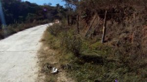 мексиканские негодяи - собаки