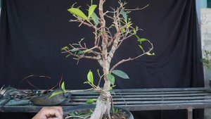 Ficus nitida Twin trunk
